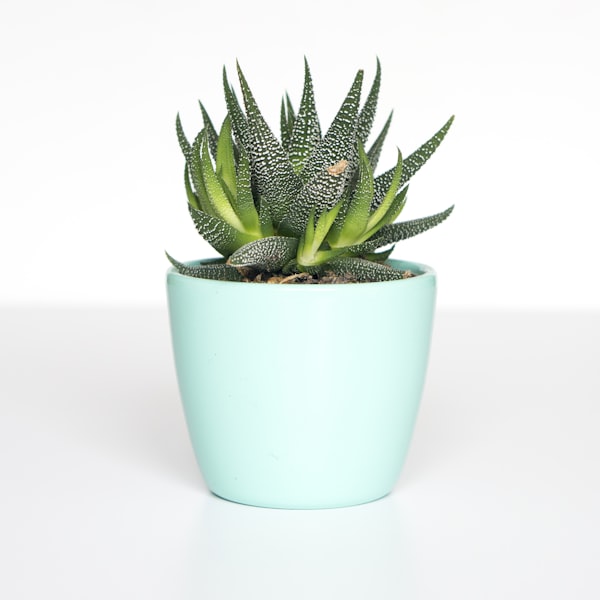 Concrete Planter Set - Image 1